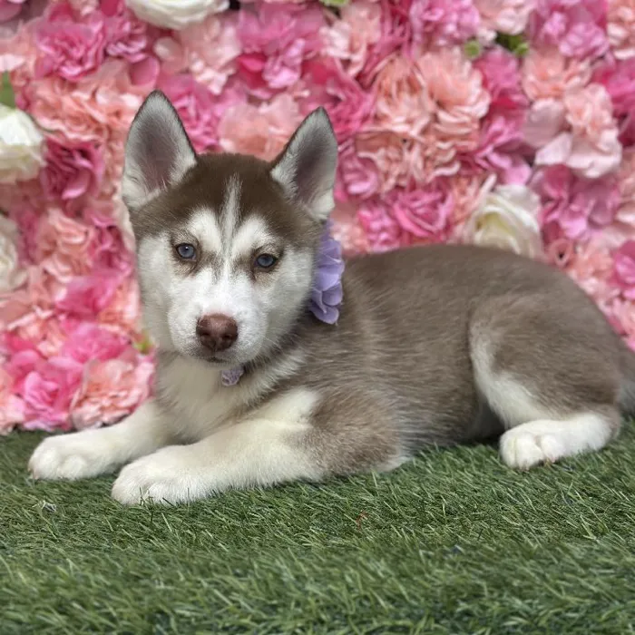 Female Siberian Husky Puppy for Sale in Saugus, MA