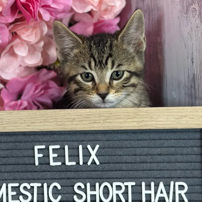 Male Domestic Short Hair kitten named Felix for sale at Pet Express Saugus.