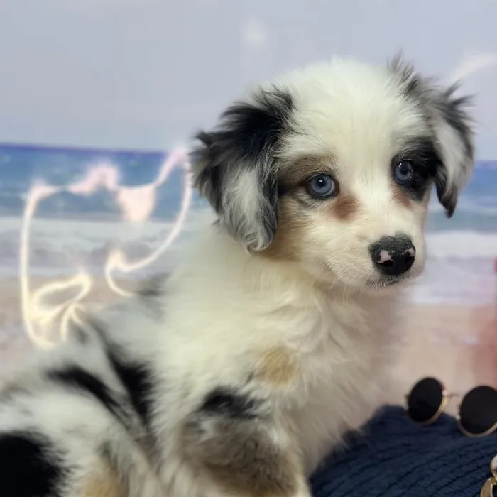 Female Miniature Australian Shepherd Puppy for Sale in Saugus, MA