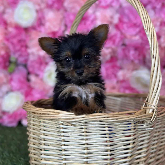 Male Yorkshire Terrier puppy named Mistah for sale at Pet Express Saugus.