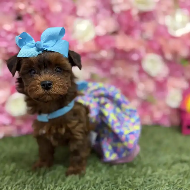 Female Yorkie-Poo Puppy for Sale in Braintree, MA