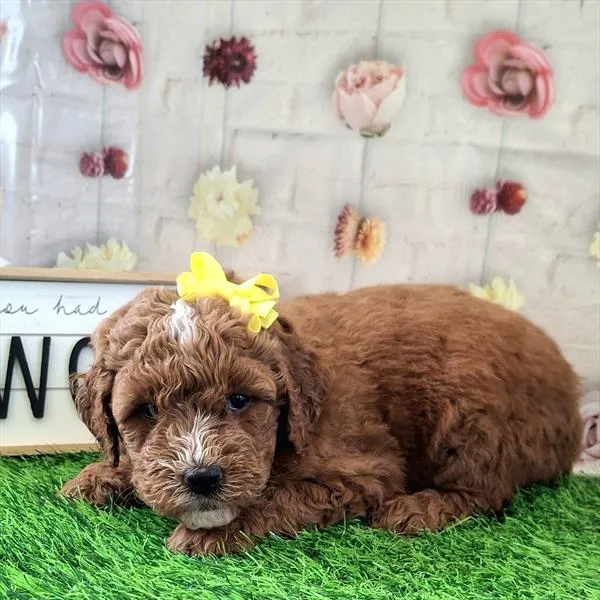 Female Mini Goldendoodle 2Nd Gen puppy named Molli for sale at Pet Express Braintree.
