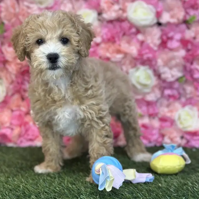 Male Poodle (MINI) Puppy for Sale in Saugus, MA
