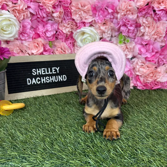 Female Dachshund puppy named Shelley for sale at Pet Express Braintree.