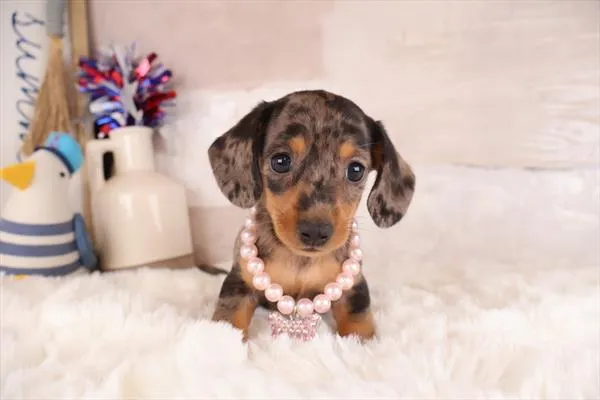 Female Dachshund puppy named Shelley for sale at Pet Express Braintree.