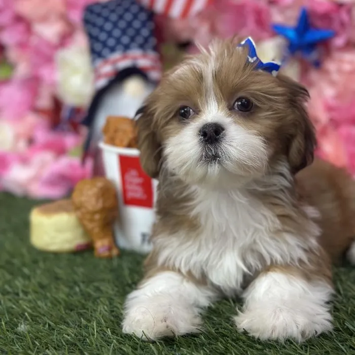 Female Lhasa Apso Puppy for Sale in Saugus, MA