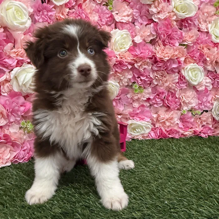 Male Miniature Australian Shepherd Puppy for Sale in Braintree, MA