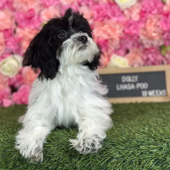 Female Lhasa-Poo puppy named Dolly for sale at Pet Express Saugus.