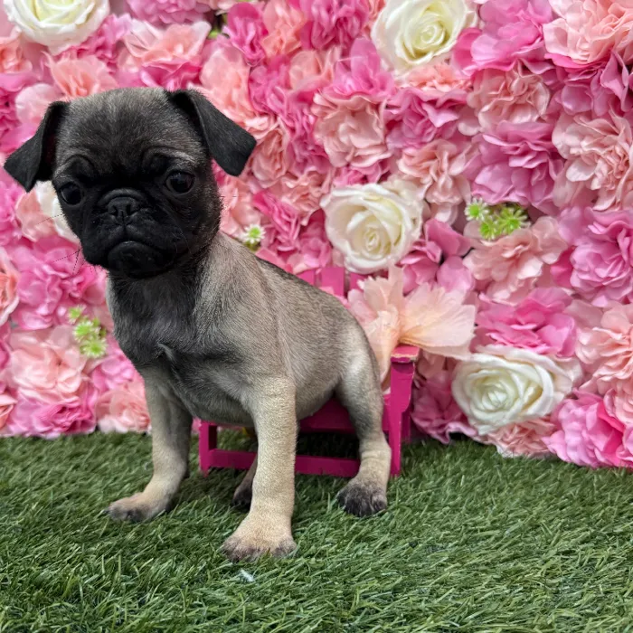 Female Pug Puppy for Sale in Braintree, MA