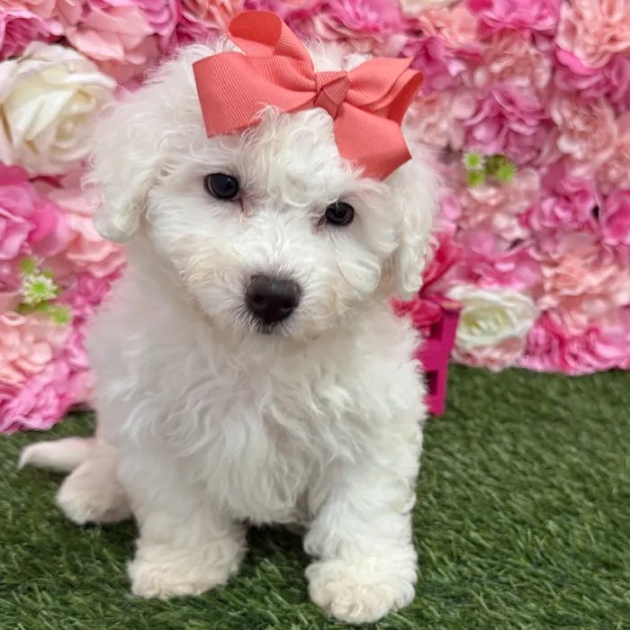 Female Bichon Frise Puppy for Sale in Braintree, MA