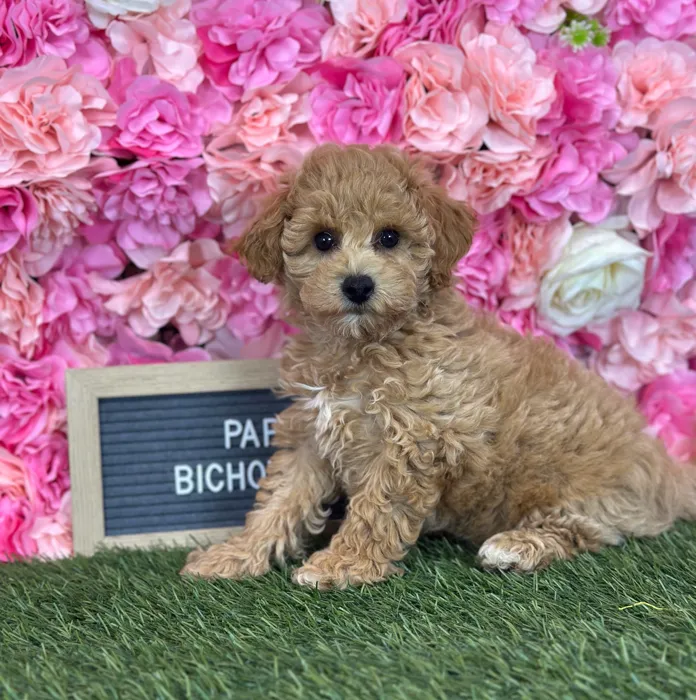 Female Bichon-Poodle puppy named Papaya for sale at Pet Express Saugus.