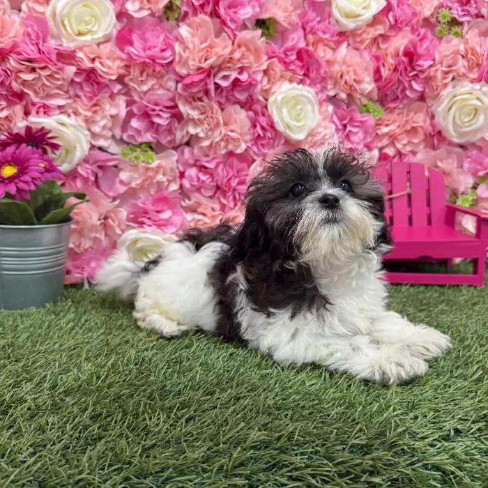 Female Shih-Poo Puppy for Sale in Braintree, MA