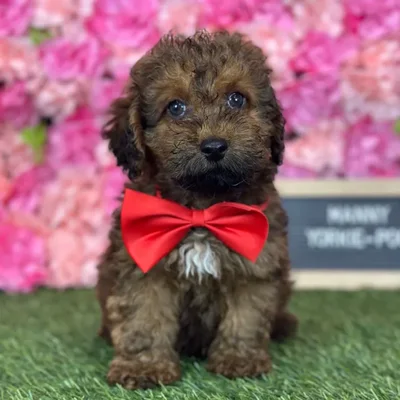 Male Yorkie-Poo 2Nd Gen puppy named Manny for sale at Pet Express Saugus.