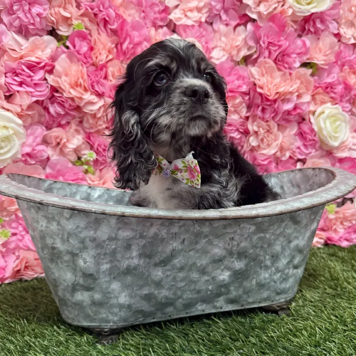 Male Cocker Spaniel Puppy for Sale in Braintree, MA