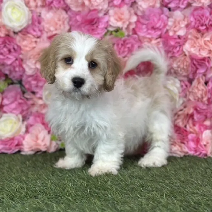 Male Cavachon puppy named Sailor for sale at Pet Express Saugus.