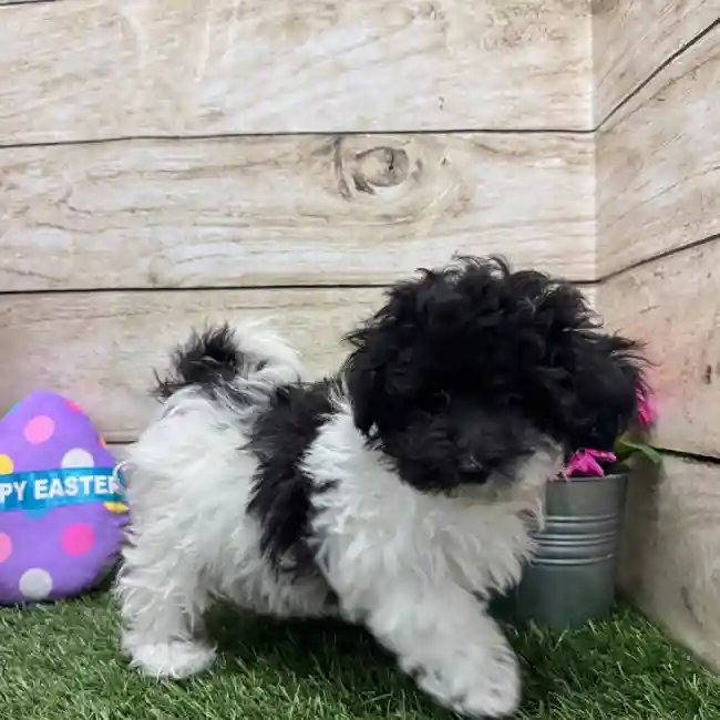 Female Bichon-Poodle 2nd Gen Puppy for Sale in Saugus, MA