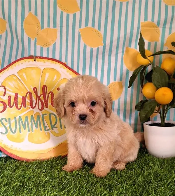 Male Teddy Bear (Zuchon) puppy named Frederikson for sale at Pet Express Saugus.