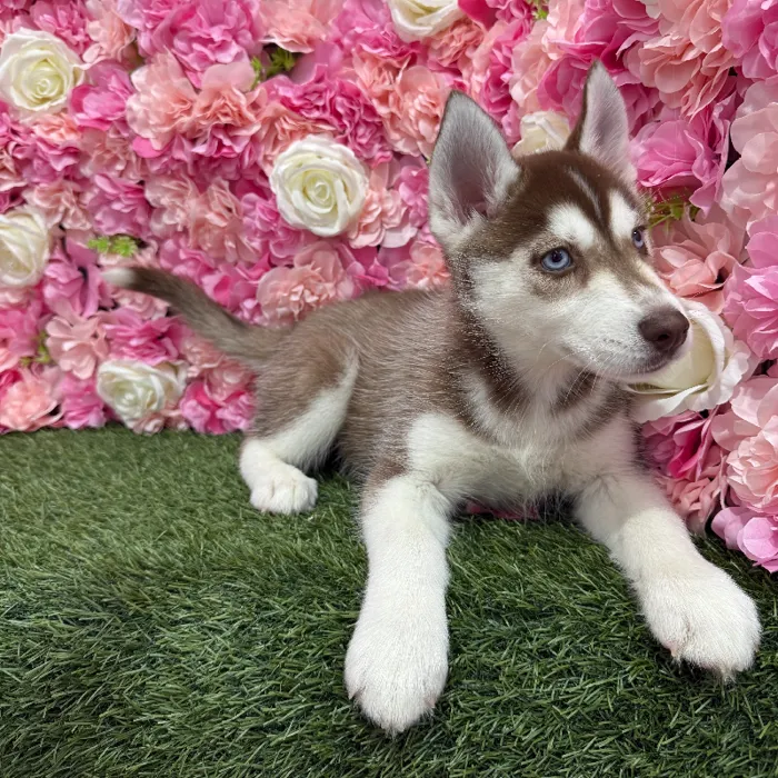 Female Siberian Husky Puppy for Sale in Braintree, MA