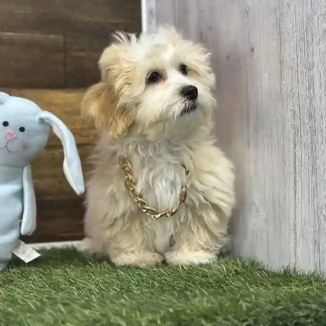 Male Lhasa-Poo Puppy for Sale in Saugus, MA