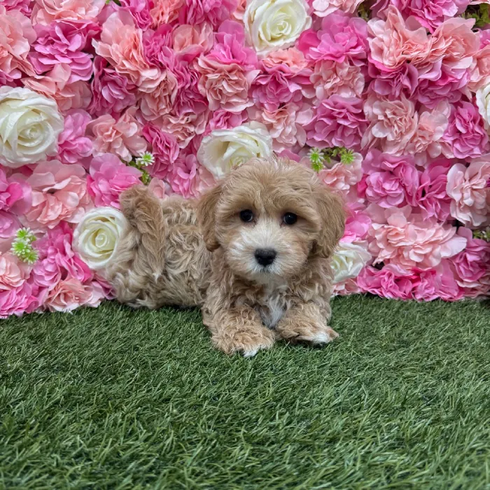Male Malti-Poo Puppy for Sale in Braintree, MA