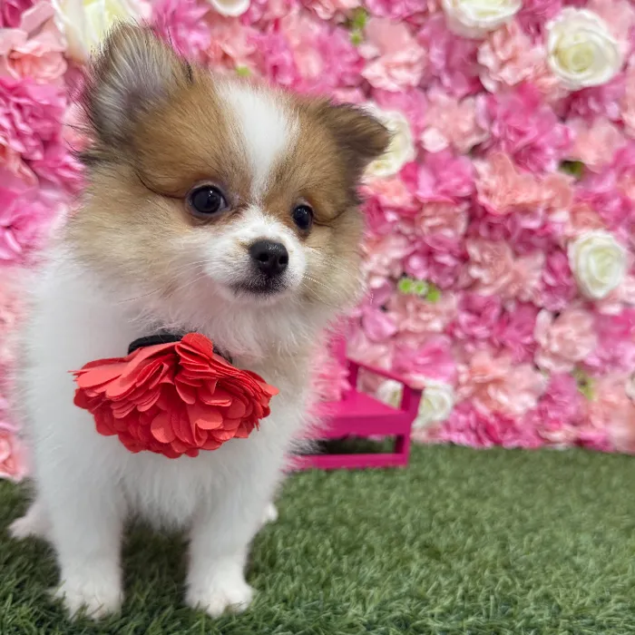 Female Pomeranian Puppy for Sale in Braintree, MA