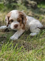 car_main_img_/media/ap_media/pets/YLZLVHEEBMJL188774.webp.250x250_q85.webp