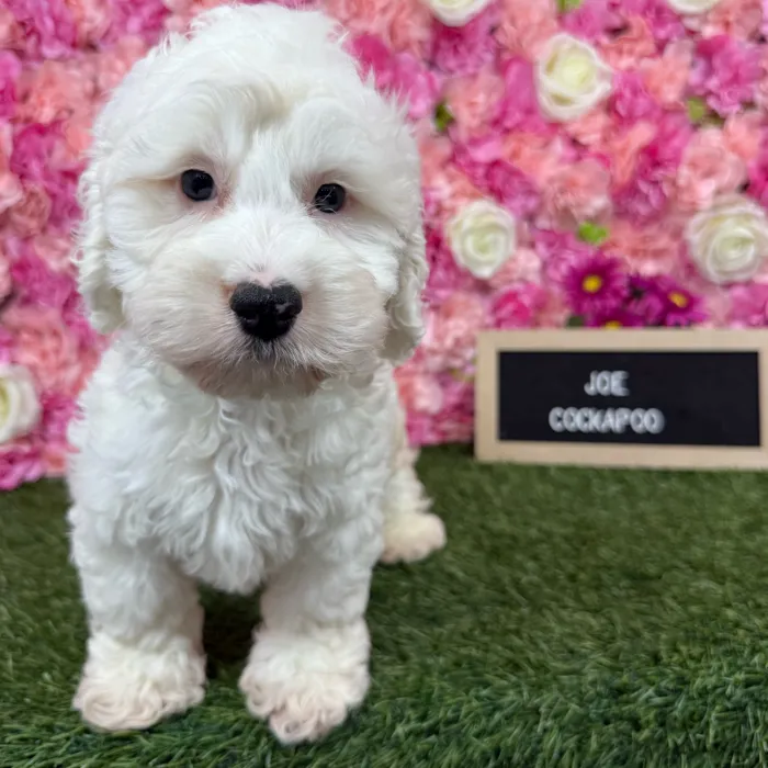 Male Cockapoo puppy named Joe for sale at Pet Express Braintree.