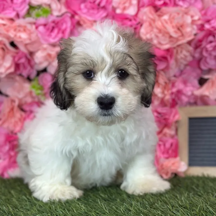 Male La-Chon puppy named Ringo for sale at Pet Express Saugus.