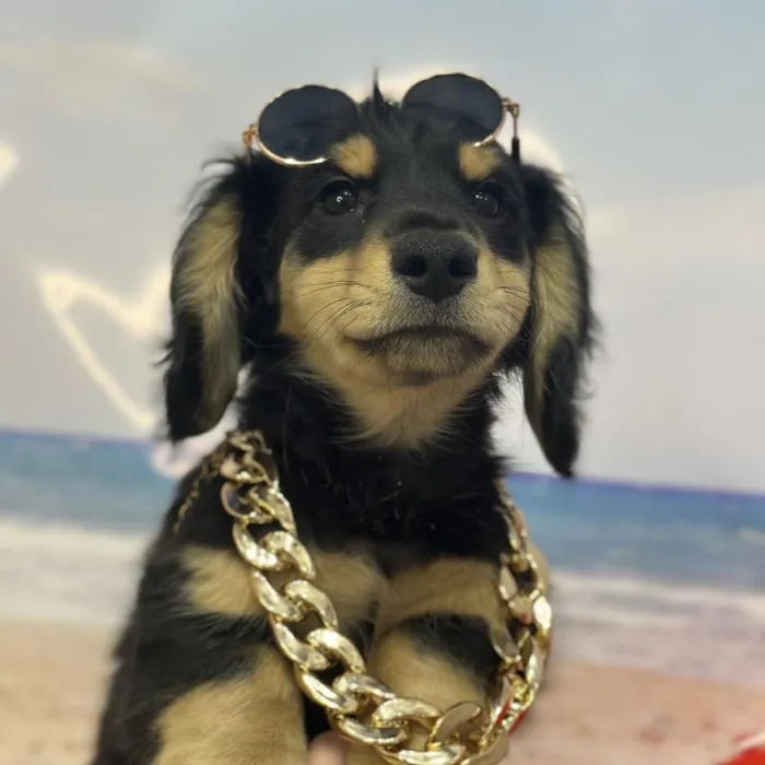 Male Dachshund Puppy for Sale in Saugus, MA