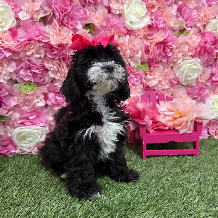 Female Lhasa-Poo Puppy for Sale in Braintree, MA