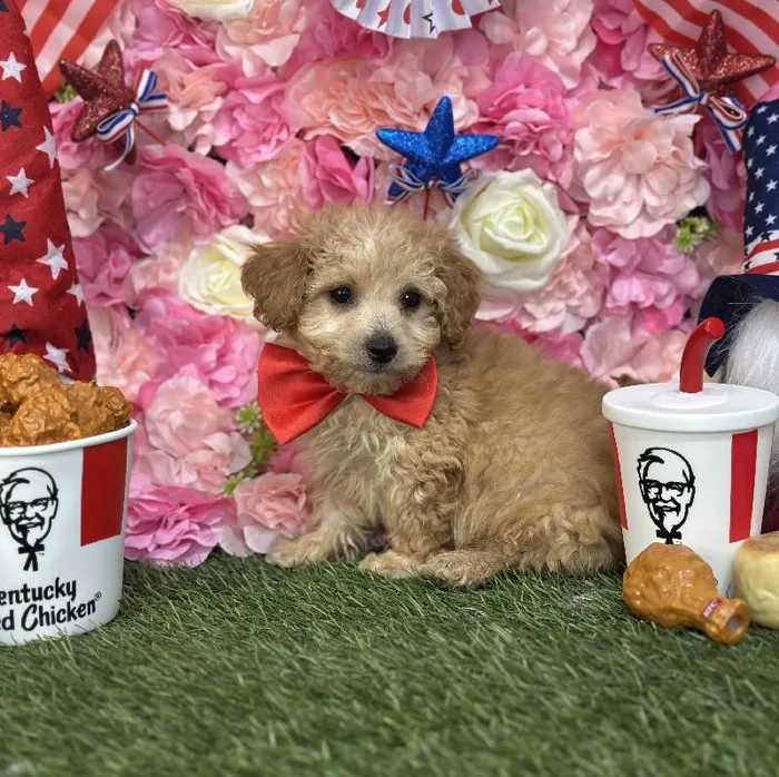 Male Mini Goldendoodle 2nd Gen Puppy for Sale in Saugus, MA