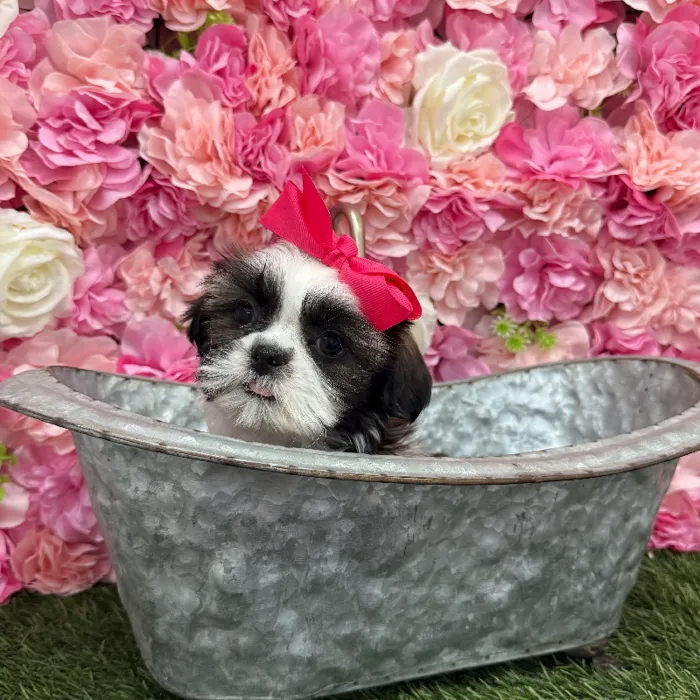 Female Shih Tzu Puppy for Sale in Braintree, MA