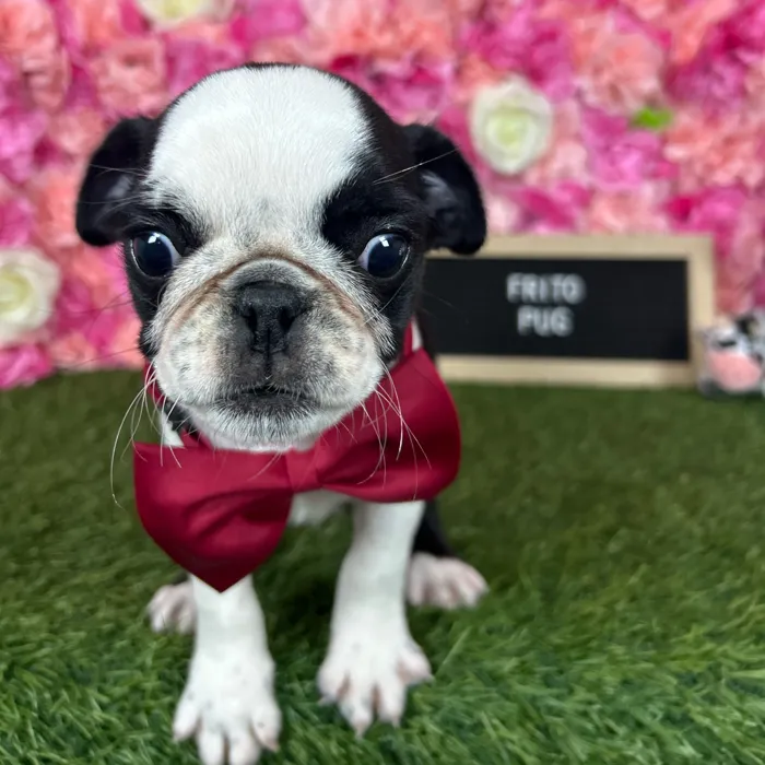 Male Pug puppy named Frito for sale at Pet Express Braintree.