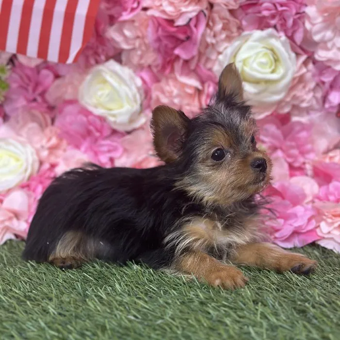 Male Yorkshire Terrier Puppy for Sale in Saugus, MA