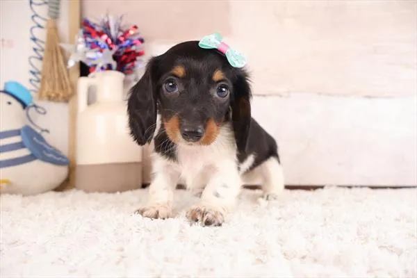 Female Dachshund puppy named Dolly for sale at Pet Express Braintree.
