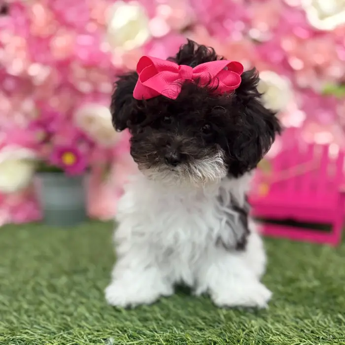 Female Bichon-Poodle 2nd Gen Puppy for Sale in Saugus, MA