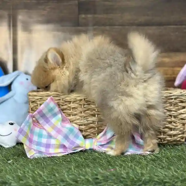 Male Pomeranian Puppy for Sale in Saugus, MA