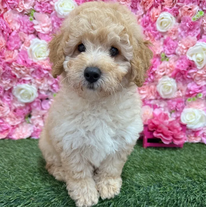 Male Mini Goldendoodle F1BB Puppy for Sale in Braintree, MA