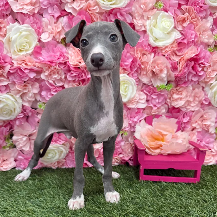 Male Italian Greyhound Puppy for Sale in Braintree, MA