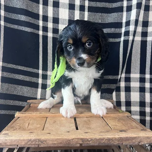 Male Aussalier puppy named Diego for sale at Pet Express Braintree.