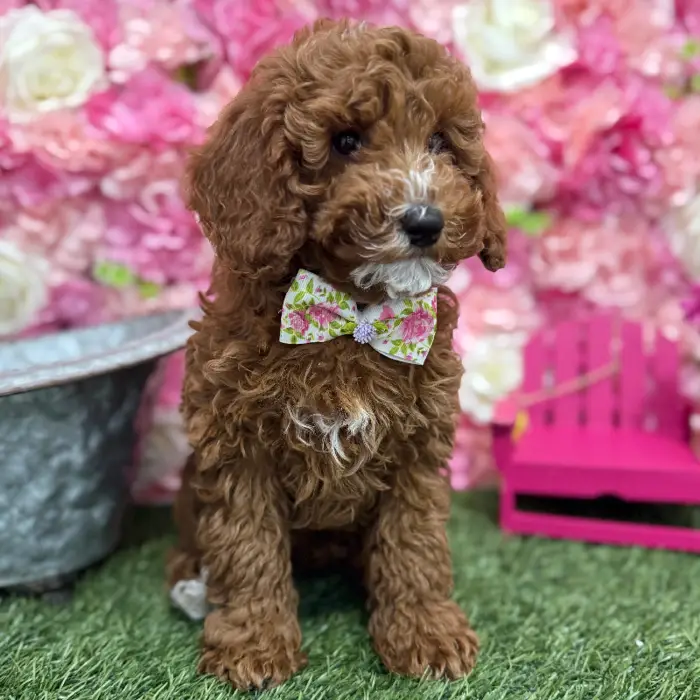 Male Poodle Moyen (Medium) Puppy for Sale in Braintree, MA