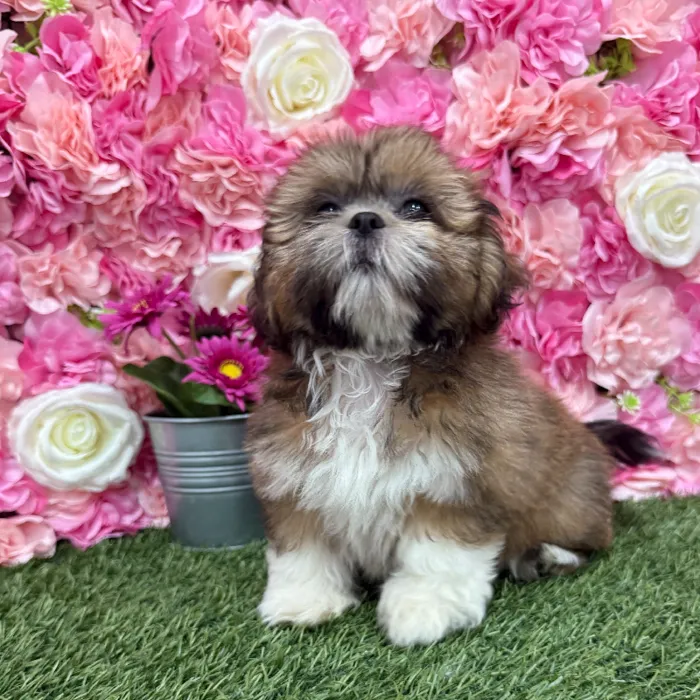 Female Lhasa Apso Puppy for Sale in Braintree, MA