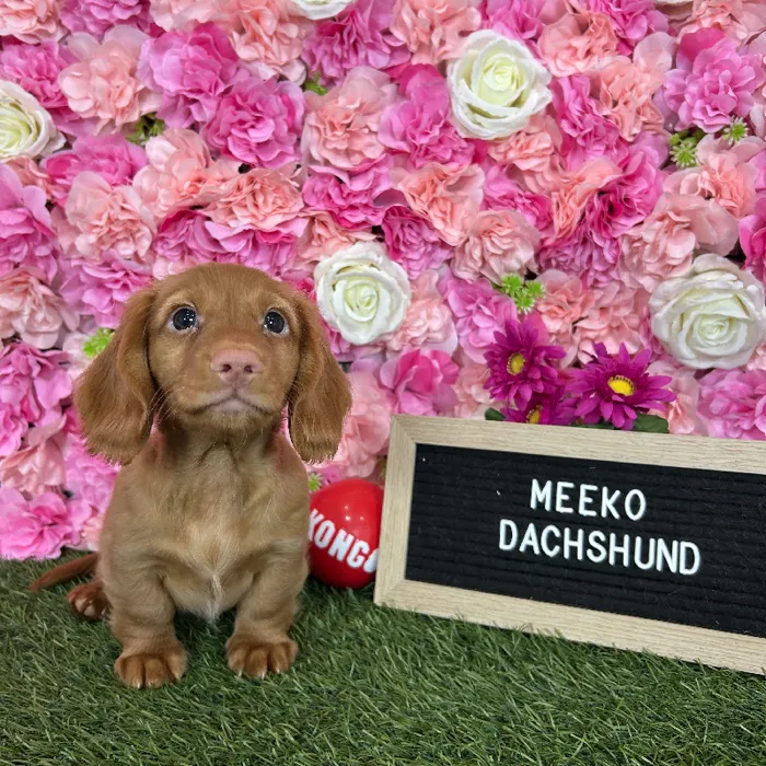 Male Dachshund puppy named Meeko for sale at Pet Express Braintree.