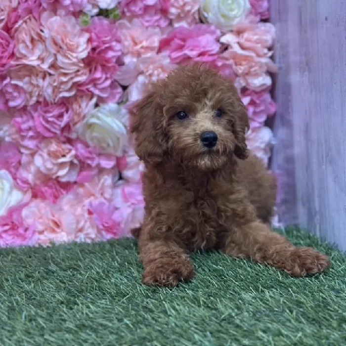 Male Poodle Toy Puppy for Sale in Saugus, MA