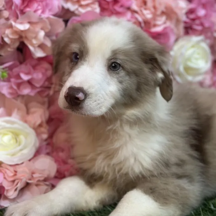 Male Miniature Australian Shepherd Puppy for Sale in Saugus, MA