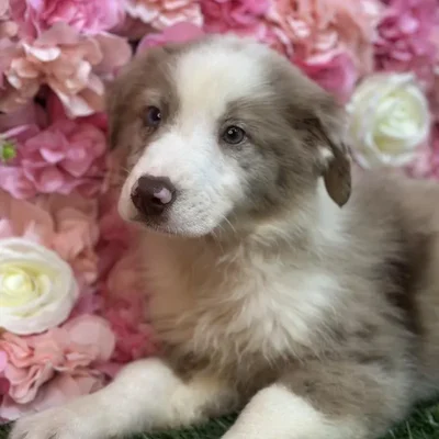 Male Miniature Australian Shepherd Puppy for Sale in Saugus, MA