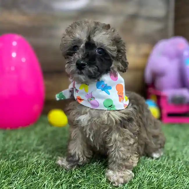 Female Poodle Toy Puppy for Sale in Braintree, MA