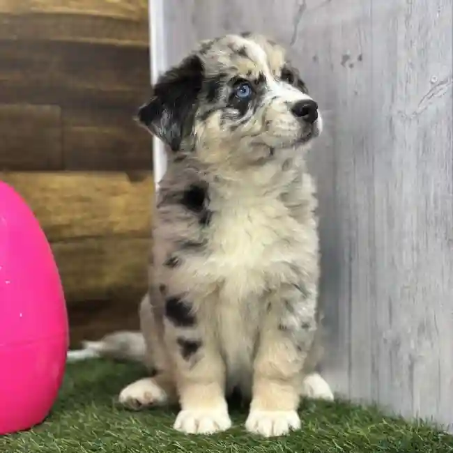 Female Australian Husky Puppy for Sale in Saugus, MA