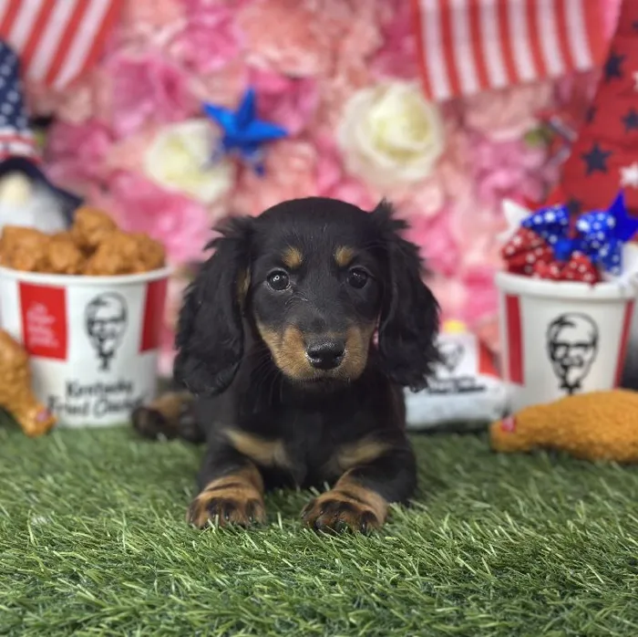 Female Dachshund Puppy for Sale in Saugus, MA