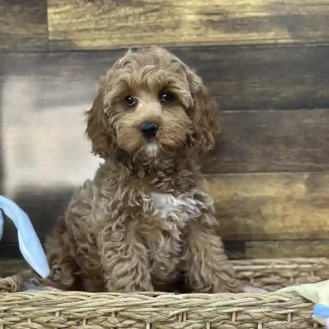 Female Cockapoo Puppy for Sale in Saugus, MA